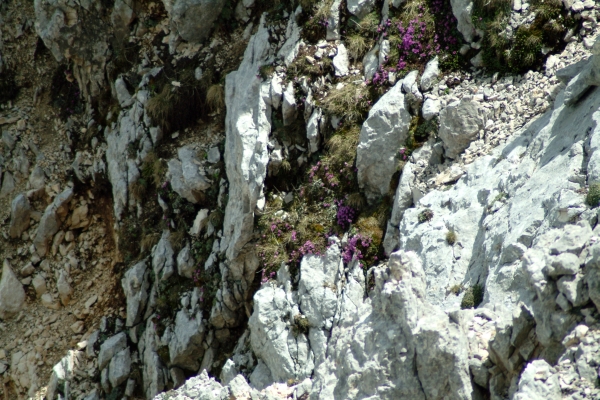 Sassifraga latina
